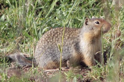 Columbian Ground Squirrel