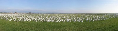 Snow Geese cover a Field - Fir Island WA