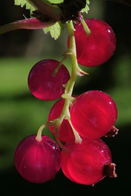 Red Currants