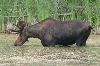 Bull Moose