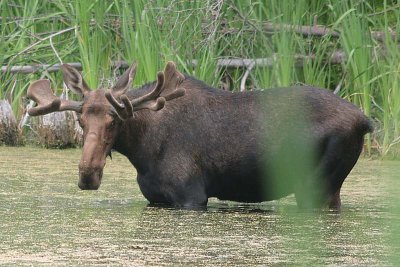 Bull Moose