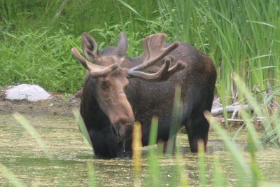 Bull Moose