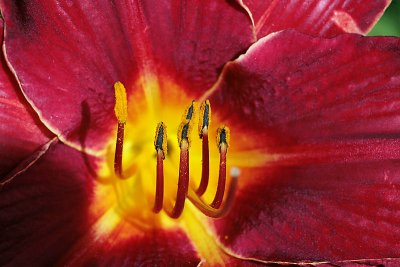 Red Day Lilly