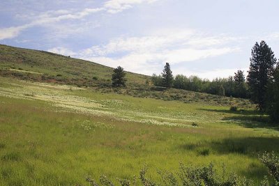 Sun Mountain meadow