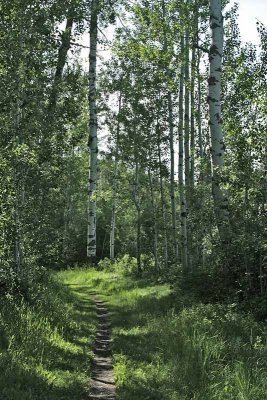 Beaver Marsh trail through Quaking Aspens
