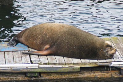 Old Bull Sea Lion