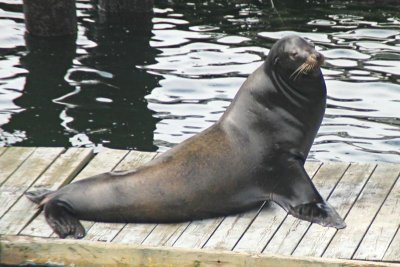 Young Male Sea Lion