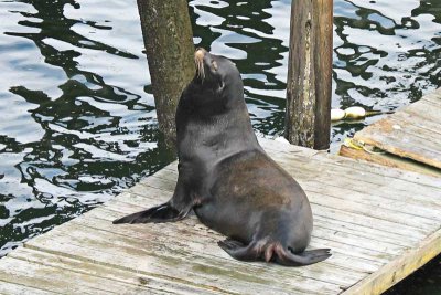 Young Male Sea Lion