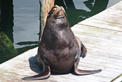 Young Male Sea Lion soaks up the Sun
