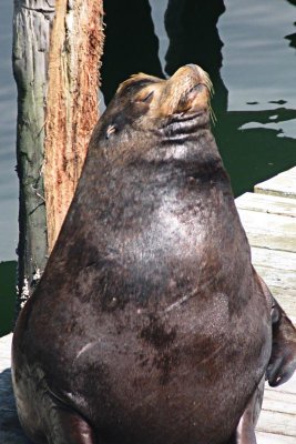 Male Sea Lion