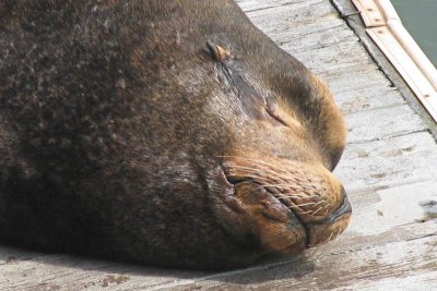Nap Time