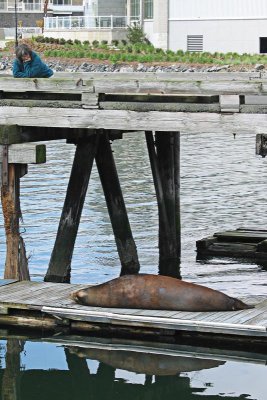 Watching the Sea Lion