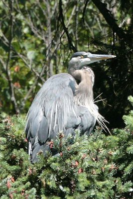 Great Blue Herons