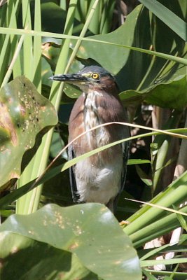 Green Heron