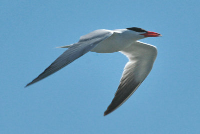 Caspian Tern