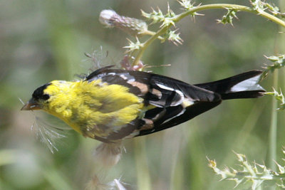 American Goldfinch harvesting Thistle seeds