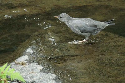 Juvenile American Dipper