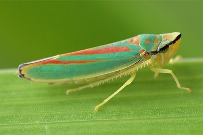 Scarlet and Green Leafhopper on Gladiola leaf