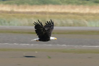 Bald Eagle