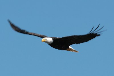 Bald Eagle