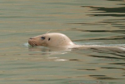 Harbor Seal