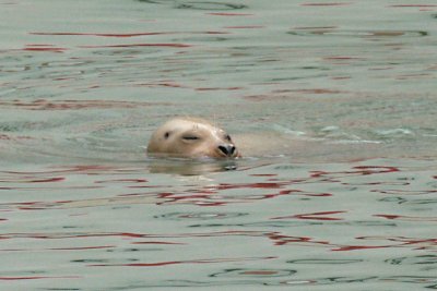 Harbor Seal