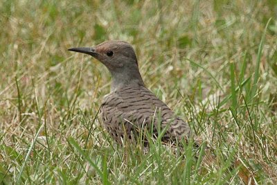 Female Red-shafted Northern Flicker
