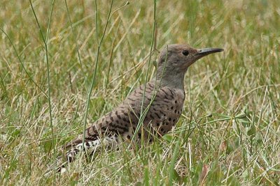 Female Red-shafted Northern Flicker