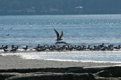 Caspian Terns and a few gulls