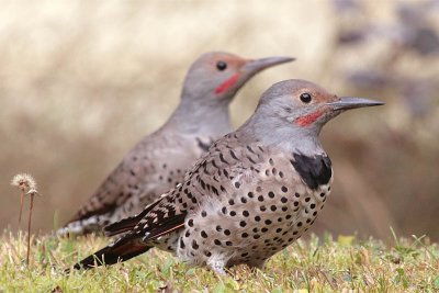 Red-shafted Northern Flickers