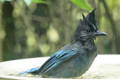Steller's Jay takes a bath