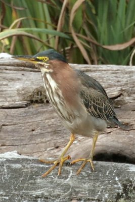 Green Heron
