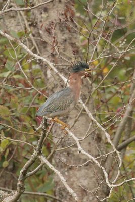 Green Heron