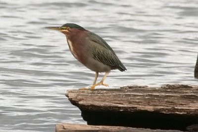 Green Heron