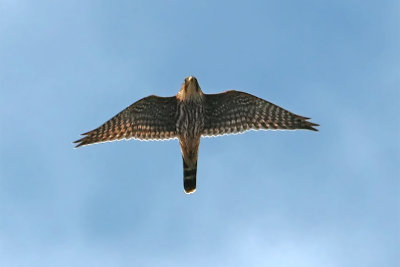 Merlin