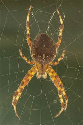 Fall Spider