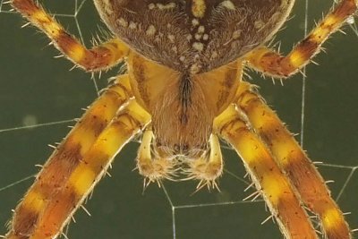 Fall Spider