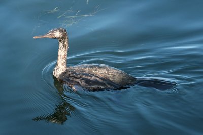 Pelicans, Cormorants Etc.