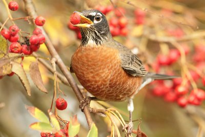 American Robin and Mtn. Ash berries