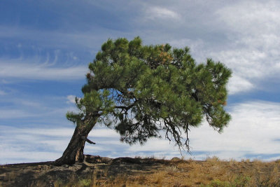 Windwsept Pine