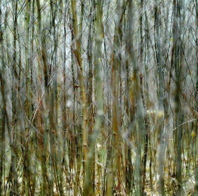 young birch trees