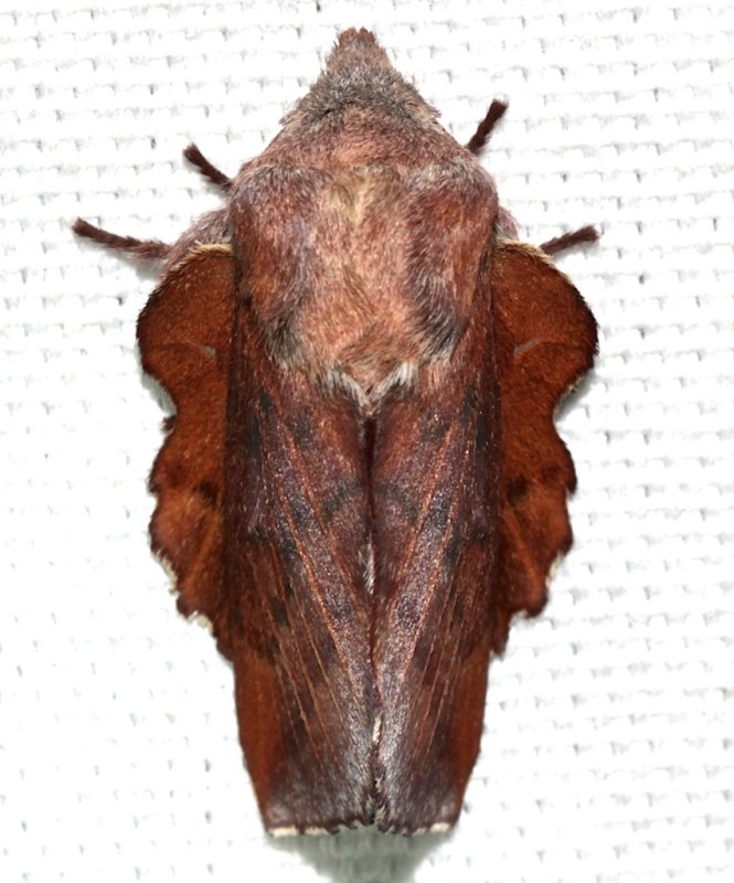 7687, Phyllodesma americana, Lappet Moth