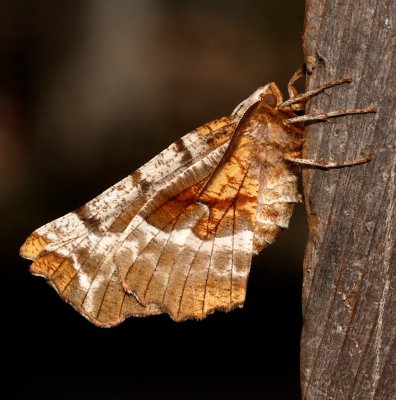 Moths 2013