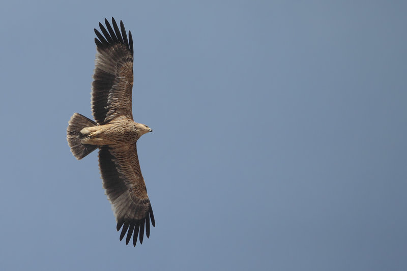 Eastern Imperial Eagle (Aquila heliaca)