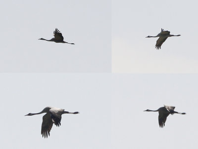 Kraanvogel / Common Crane / Grus grus