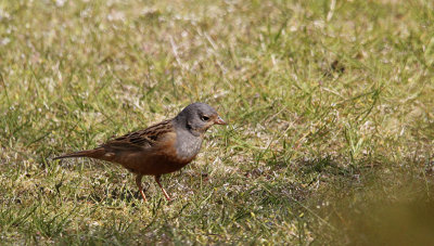 Bruinkeelortolaan / Cretzschmar's Bunting / Emberiza caesia