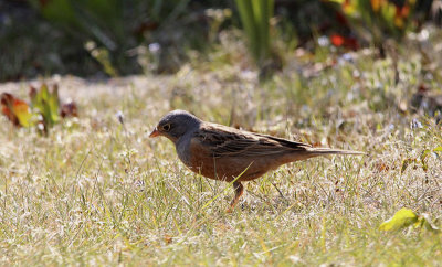 Bruinkeelortolaan / Cretzschmar's Bunting / Emberiza caesia