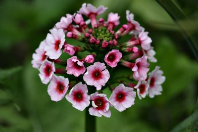 Primula japonica pink
