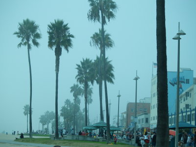 palms in the fog 009