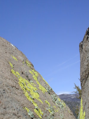 yellow stuff on a rock